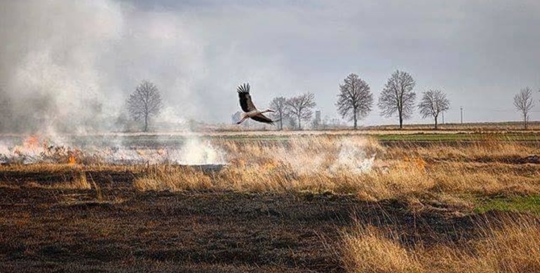 Спалення сухої трави - це злочин проти природи